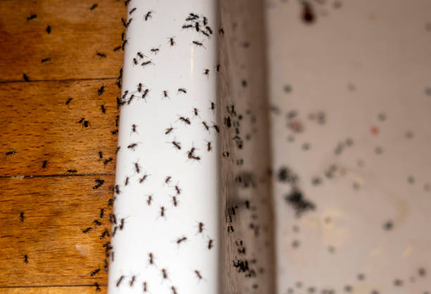 Best Cockroach Control Services  in Gambier, OH